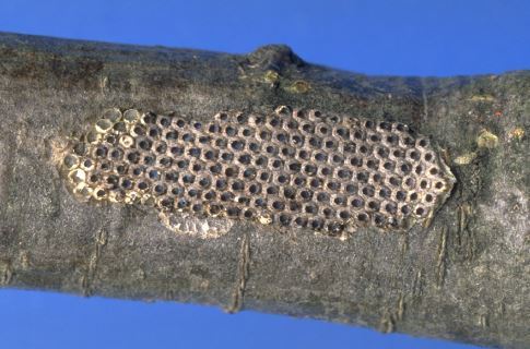 Abb. 3. Leere Eigelege des Eichenprozessionsspinners.